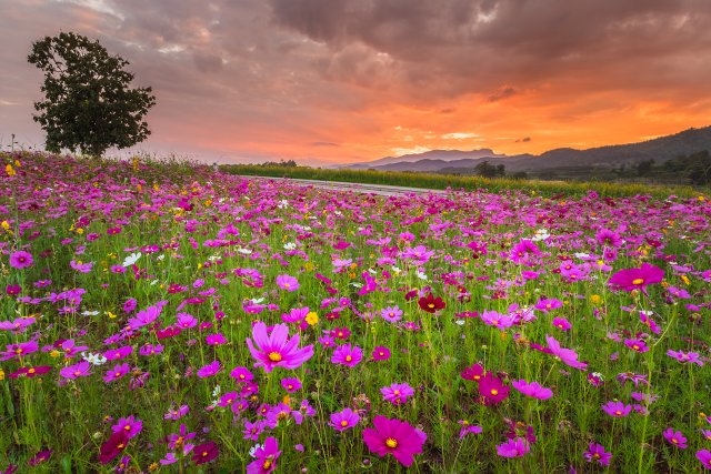 Flowers